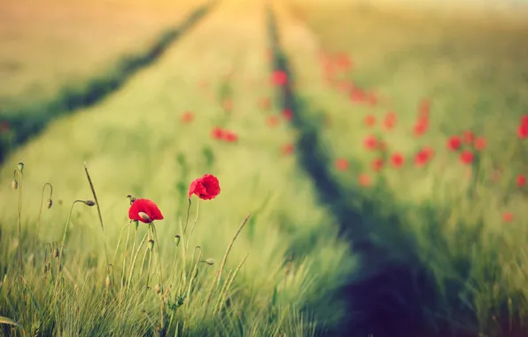 Greens, field, flowers, red, background, widescreen, Wallpaper, wallpaper