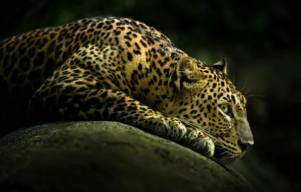 Picture cat, background, leopard