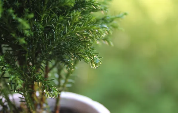 Drops, macro, Rosa, plant, pot, tree