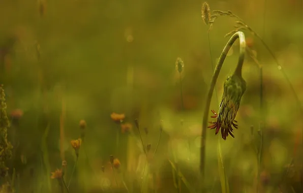 Macro, flowers, nature