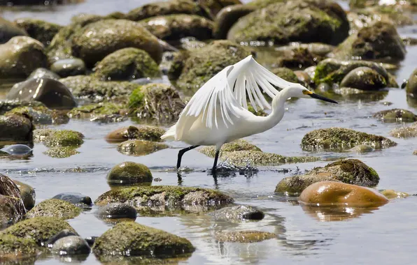 Picture water, glare, stones, bird, white egret