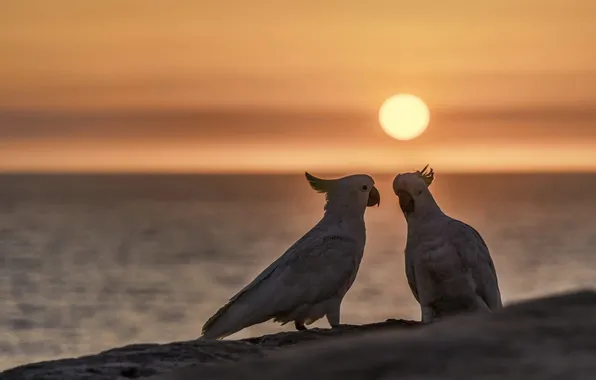 Birds, parrots, cockatoo