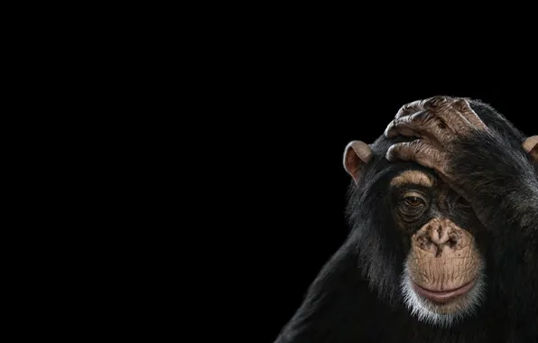 Picture photography, simple background, mammals, chimpanzees, black monkey