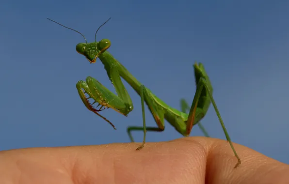 Picture macro, mantis, insect