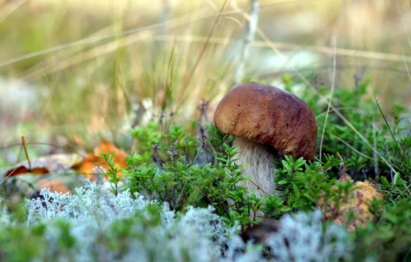 Forest, nature, mushroom