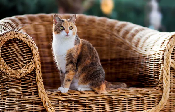 Cat, chair, wool