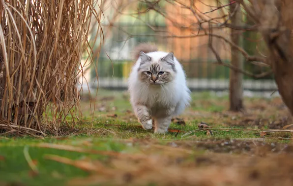 Cat, grass, cat, branches, nature, glade, the fence, yard
