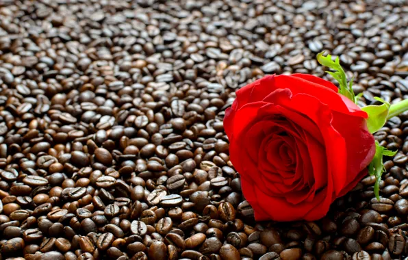 Flower, Bud, Coffee beans, Red rose