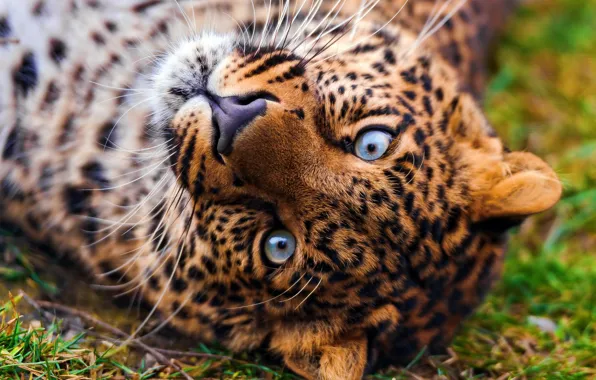 Picture face, Wallpaper, leopard, lies, leopard, looks, beautiful, spotted