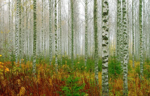 Forest, trees, birch, grove
