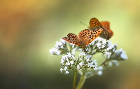Summer, butterfly, bokeh
