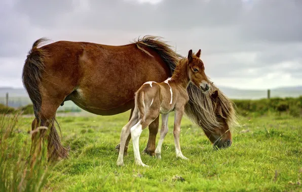 Picture field, the sky, grass, overcast, horse, horse, horses, baby