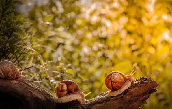 Macro, stump, snails, log, bokeh