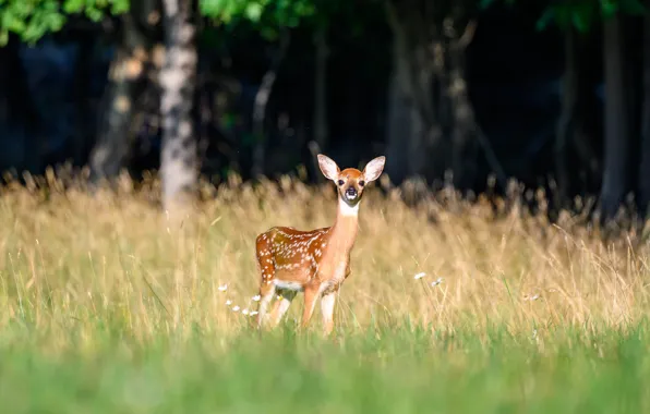 Field, forest, summer, grass, look, light, trees, nature