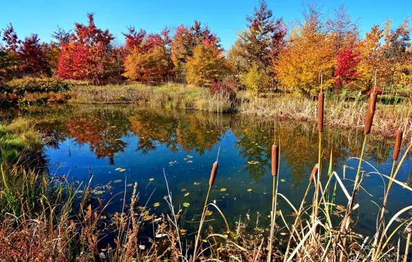Autumn, trees, lake, the reeds