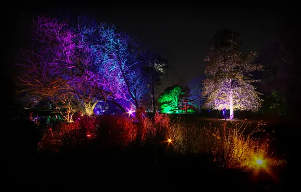 Picture light, trees, night, lights, pond, Park