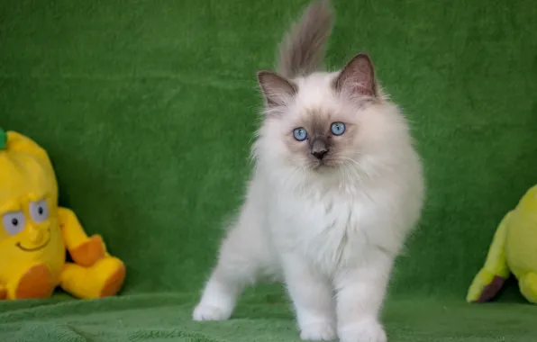 Picture toy, fluffy, kitty, Ragdoll