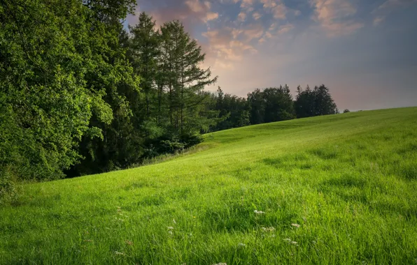 Picture forest, summer, grass, slope, meadow