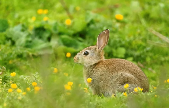 Greens, look, flowers, grey, glade, hare, spring, rabbit