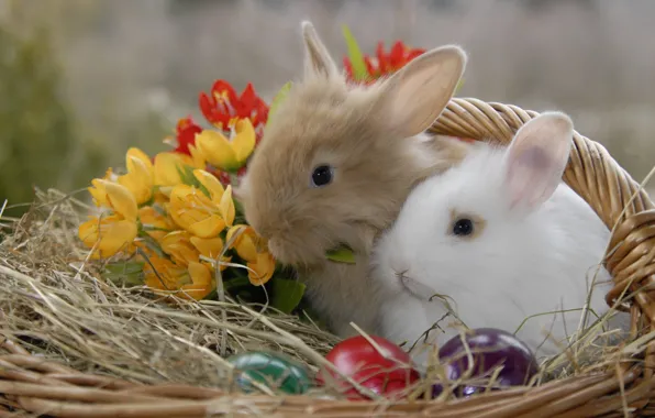 Animals, flowers, basket, eggs, Easter, rabbits, straw, eggs