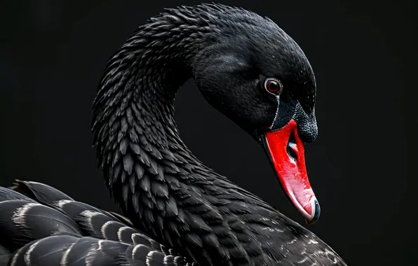 Black, Swan, Animals, Black Swan