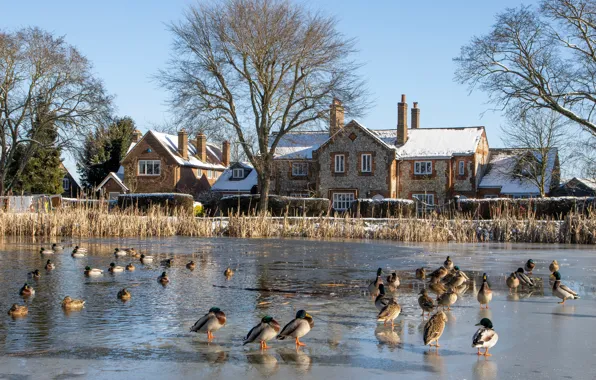 Picture winter, the sun, snow, trees, pond, bird, England, duck