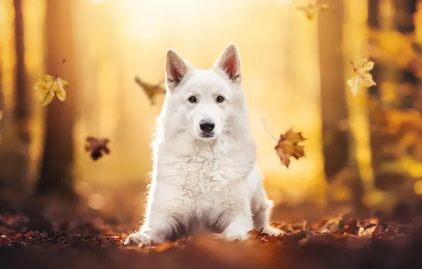 Autumn, look, face, leaves, dog, bokeh, The white Swiss shepherd dog