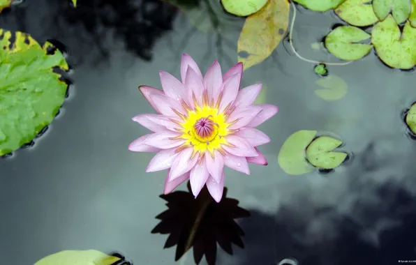 Picture flower, water, lake, Lily