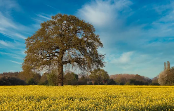 Field, tree, rape