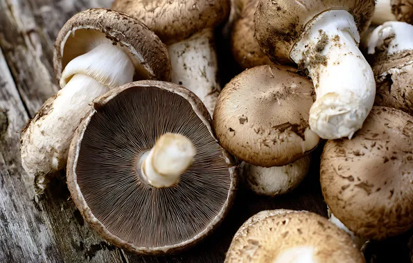 Macro, mushrooms, a lot, fresh, mushrooms, AI art, neural network
