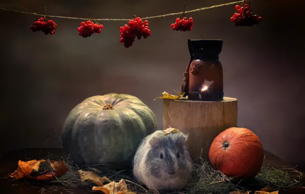 Autumn, animals, pumpkin, Guinea pig, candle holder, composition
