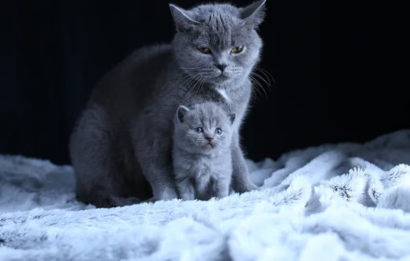 Cat, cats, kitty, fur, black background, kitty, grey, mom
