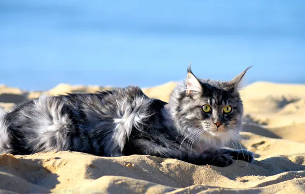 Sand, cat, beach, summer, cat, look, face, light