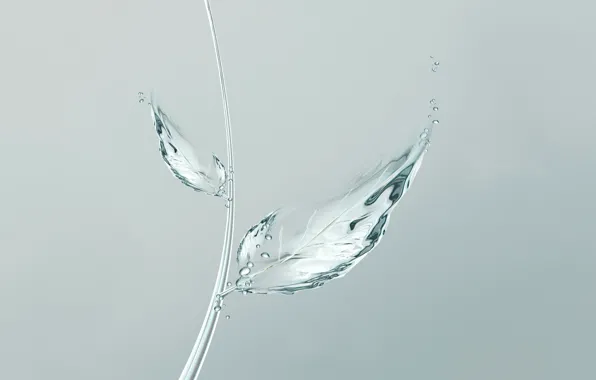 Water, bubbles, sheet, minimalism, bubbles, minimalism, water, leaf
