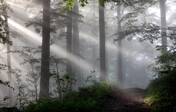 Picture forest, light, nature, fog