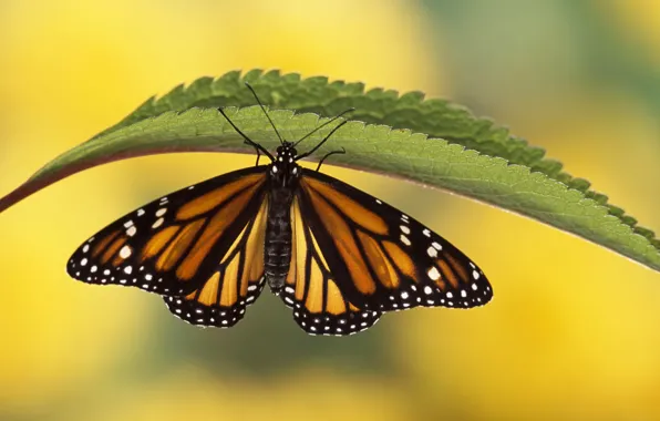 Picture sheet, butterfly, plant, wings