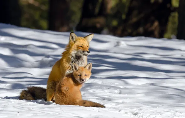 Winter, snow, Fox, Fox, Fox