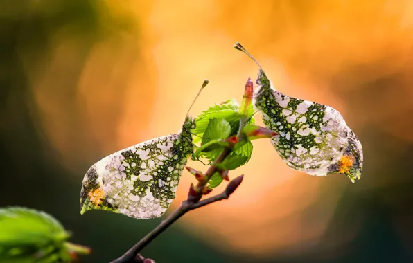 Picture leaves, macro, light, branches, background, butterfly, a couple, bokeh