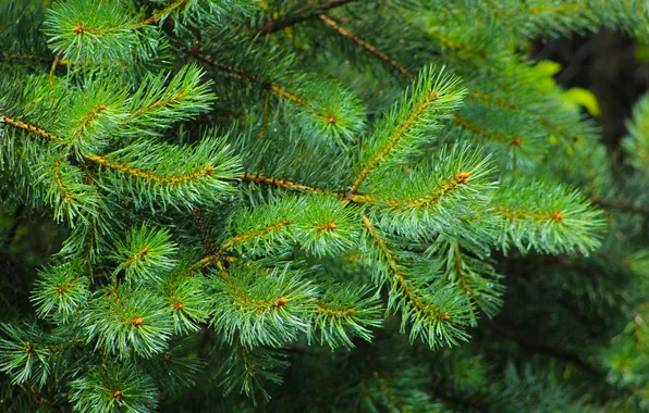Tree, pine, twig