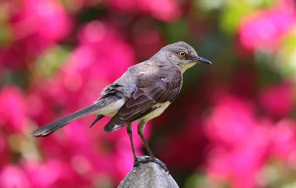 Flowers, bird, stone, spring, pink background, flowering, bokeh, Mockingbird