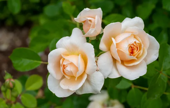 Roses, petals, Bud, trio