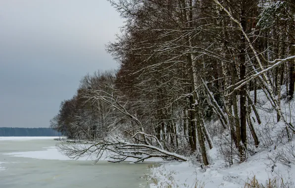 Ice, winter, trees, lake, mediocrity, bad weather