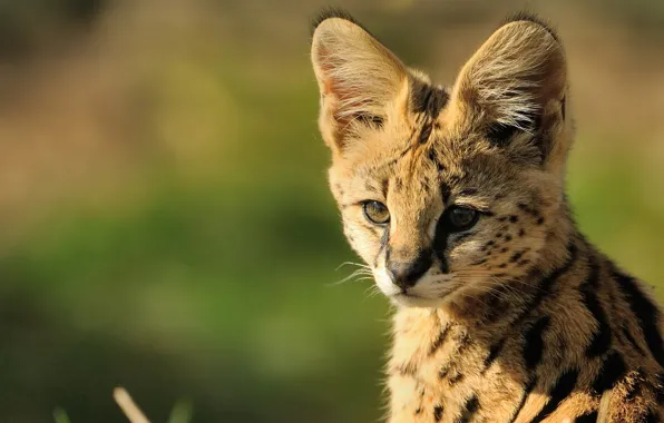 Muzzle, cub, Serval, © Anne-Marie Kalus