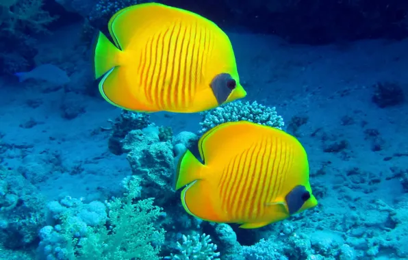 Picture fish, underwater world, underwater, ocean, fishes, tropical, reef, coral