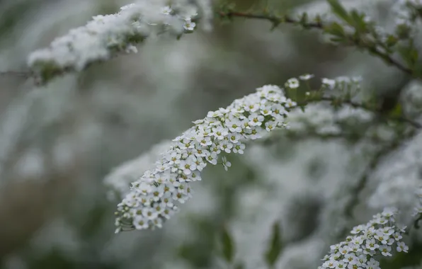Flowers, nature, Bush, spring, Spiraea