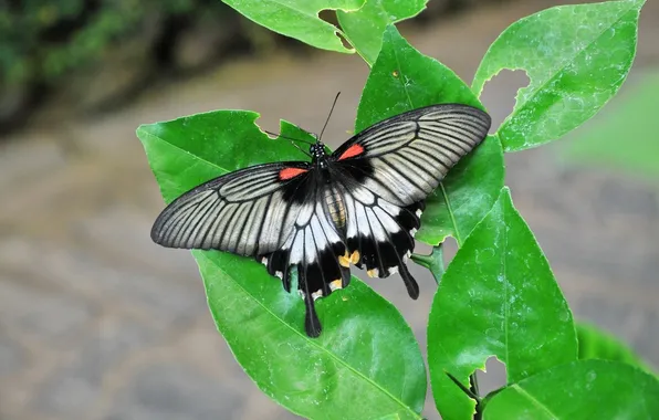 Leaves, microsemi, butterfly, wings, insect, beautiful, closeup