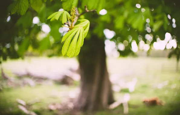 Picture leaves, tree, bokeh