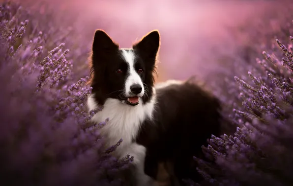 Picture face, dog, lavender, bokeh, The border collie