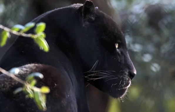 Face, portrait, predator, Jaguar, profile, wild cat, black Panther