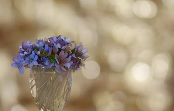 Flowers, background, violet